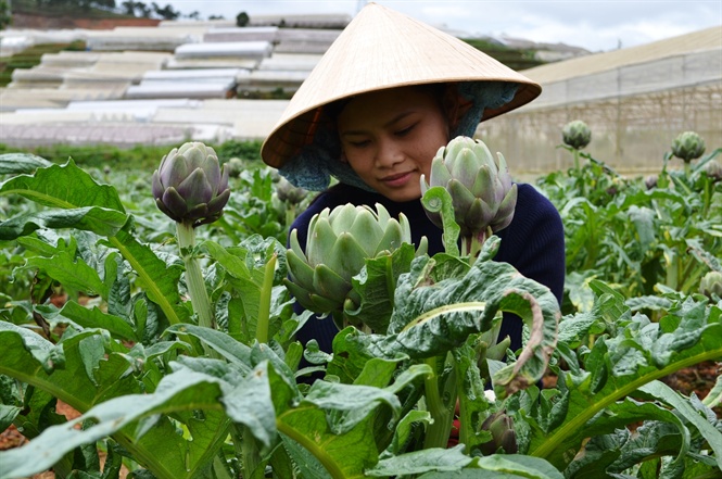 Làng hoa Thái Phiên là vùng nông nghiệp công nghệ cao