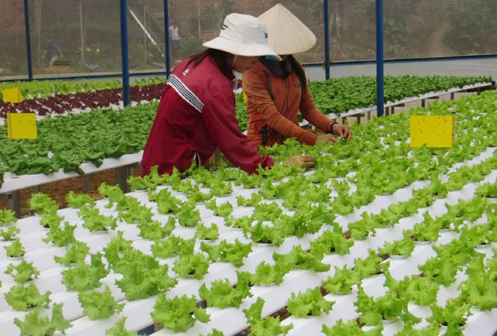 TPHCM vận động hộ nông dân lên… doanh nghiệp