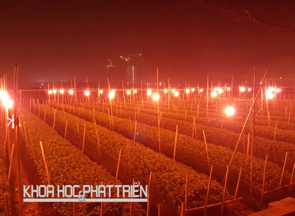 Chế tạo đèn chuyên dụng điều khiển cây ra hoa 