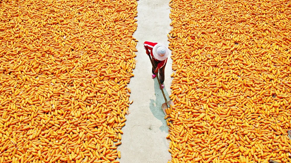 Nghịch cảnh quá thừa lương thực do công nghệ quá tốt