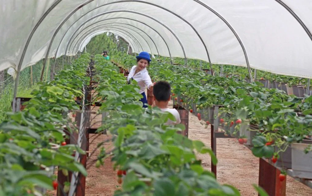 Quảng Ninh: Ứng dụng công nghệ cao trong sản xuất nông nghiệp