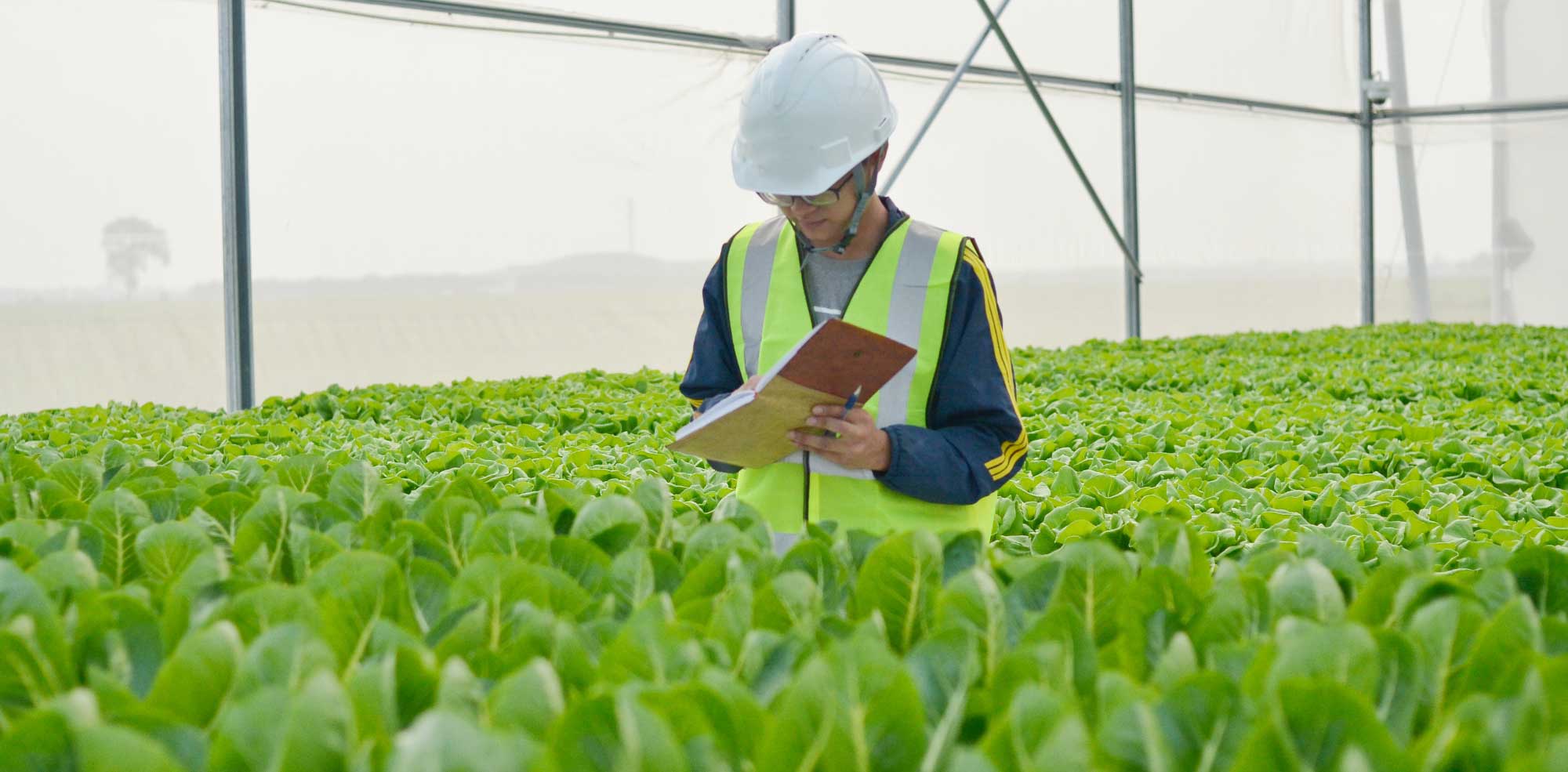 Nông nghiệp mới - Bài 4: Nông nghiệp công nghệ cao ở Việt nam – lối đi nào cho các doanh nghiệp vừa và nhỏ?