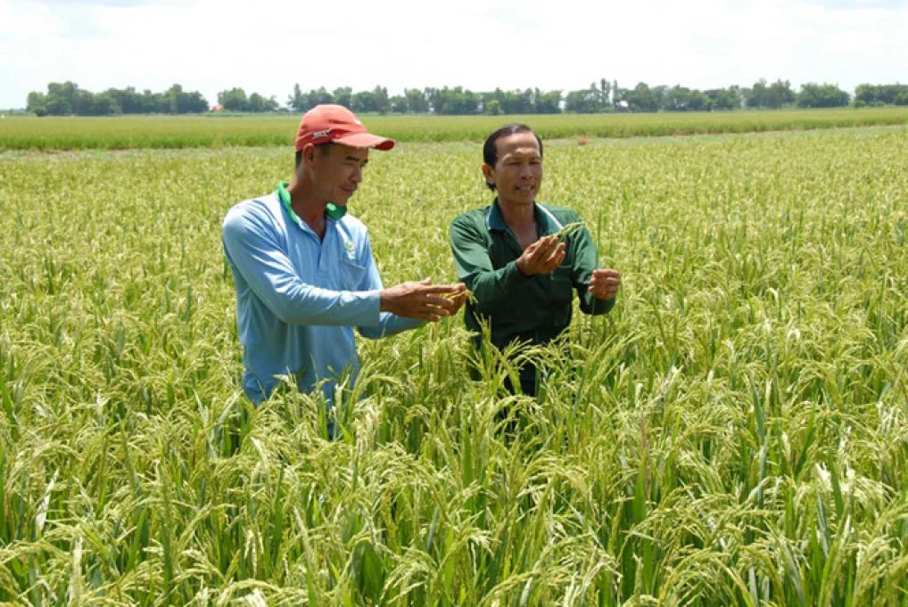 Nông nghiệp không thuốc trừ sâu