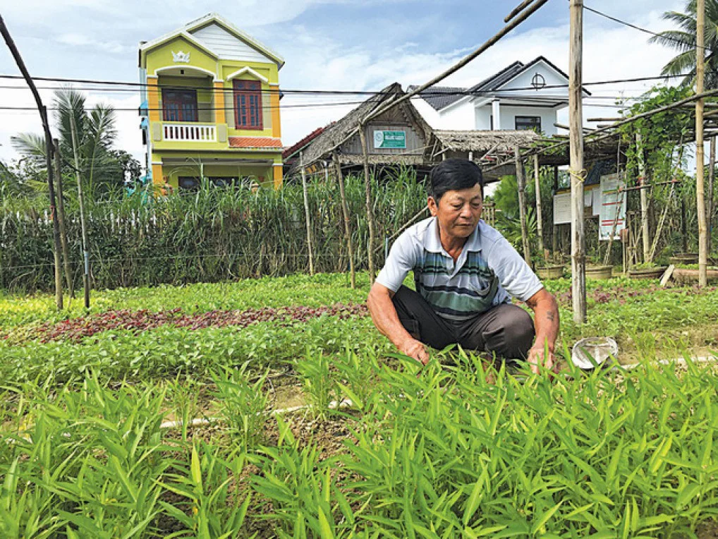 Hai lúa Quảng Nam bước ra thế giới nhờ... trồng rau sạch