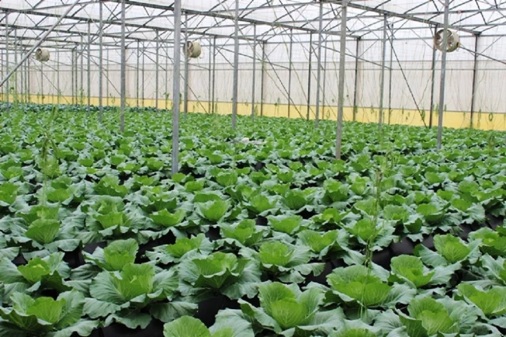Nông nghiệp hữu cơ không nên phát triển tràn lan