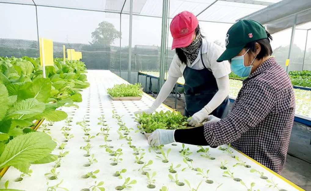 TP.HCM: Nông nghiệp sạch nhờ công nghệ cao