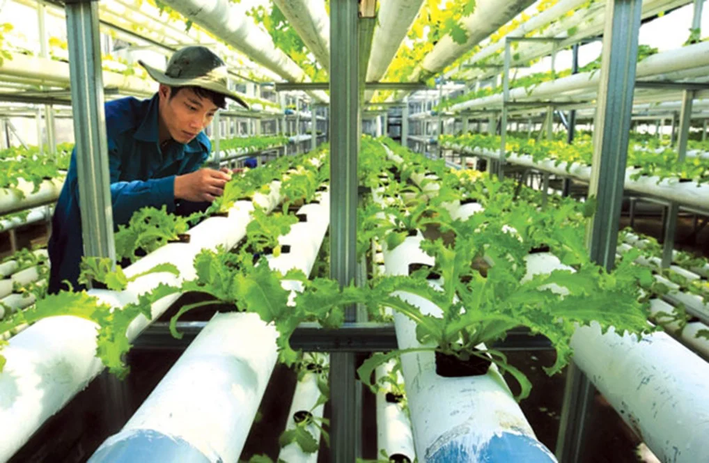 Thông báo và các biểu mẫu "Chương trình đột phá hỗ trợ đổi mới sáng tạo trong nông nghiệp"