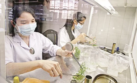 Đưa công nghệ mới vào trồng rau