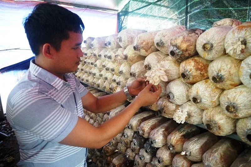 Mã số N3003: Chàng trai Sài Gòn kiếm 200 triệu đồng mỗi tháng từ nấm sạch