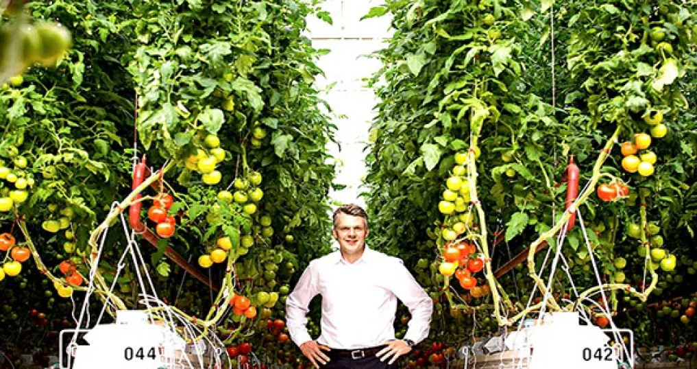 CEO Philipp Saumweber của Sundrop Farms giữa những luống cà chua thủy canh.