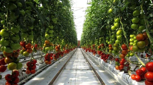 Hiện nay, Sundrop Farms đang có 750.000 cây cà chua đang thu hoạch.