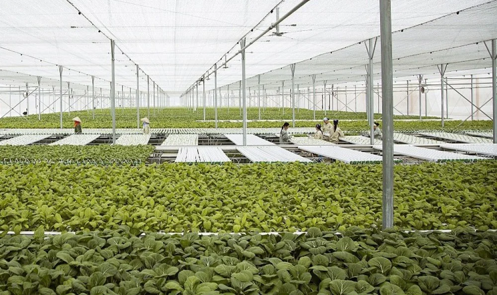 Tưới tiết kiệm: Nâng cao giá trị nông sản