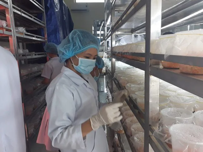 Sinh viên chăm sóc đông trùng hạ thảo tại phòng thí nghiệm của ĐH Thủ Dầu Một. Ảnh: Hà Thế An.