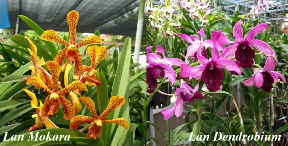 Mô hình xử lý bảo quản và đóng gói hoa lan cắt cành phục vụ xuất khẩu