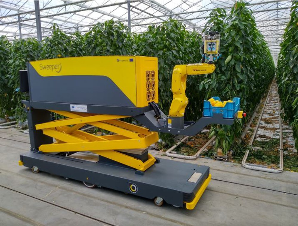 Robot thu hoạch ớt chuông trong nhà kính