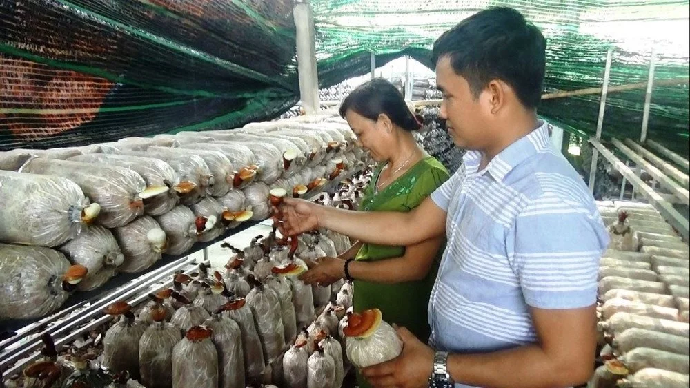 Mã số N1024: Trại nấm 10 Sài Gòn với kỹ thuật tạo phôi nấm thành công gần 100% của một 9x Sài Gòn