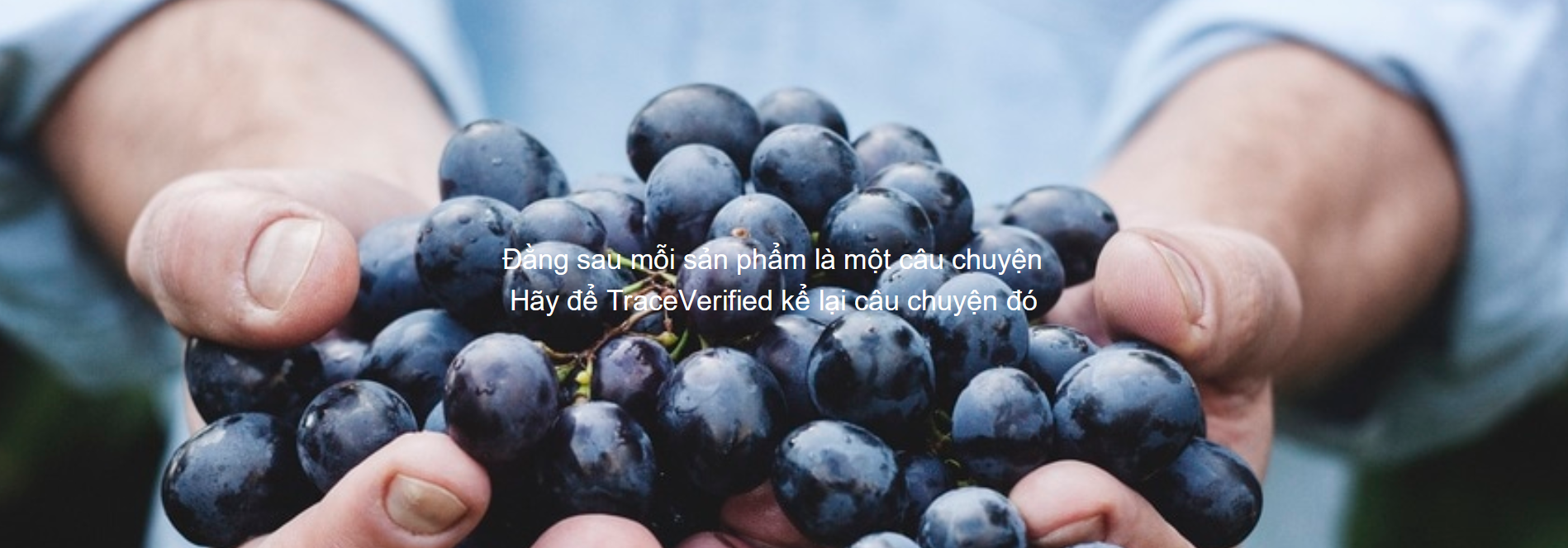 Mã số N1035: Công ty Traceverified với giải pháp truy xuất nguồn gốc thực phẩm
