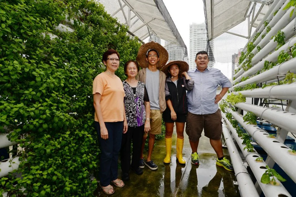 Trồng rau trên sân thượng tại Singapore