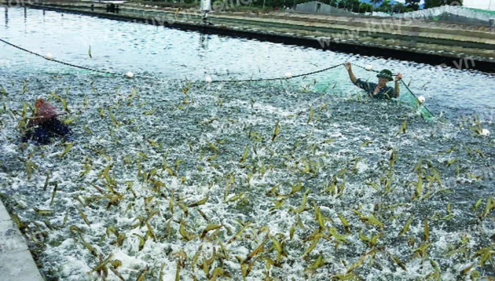 Nuôi tôm khỏe mạnh nhờ hệ thống giám sát môi trường bất kể đêm ngày 