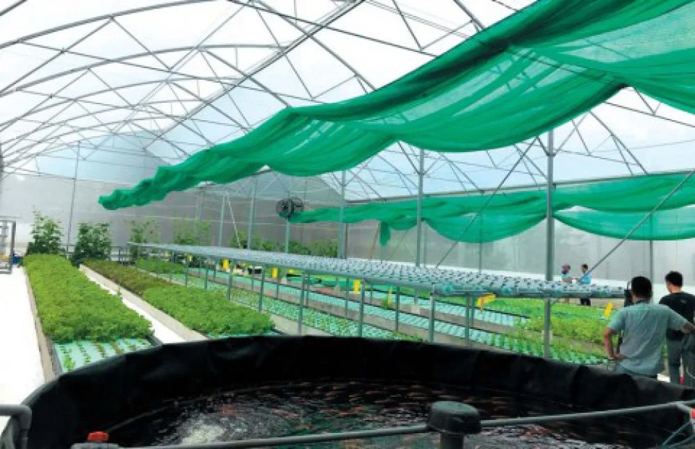 Mô hình nông nghiệp công nghệ cao Aquaponics: cá và rau bổ sung cho nhau