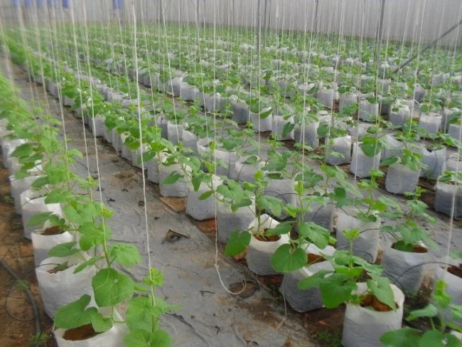 Mang mô hình nông nghiệp công nghệ cao đến WHISE 2018 