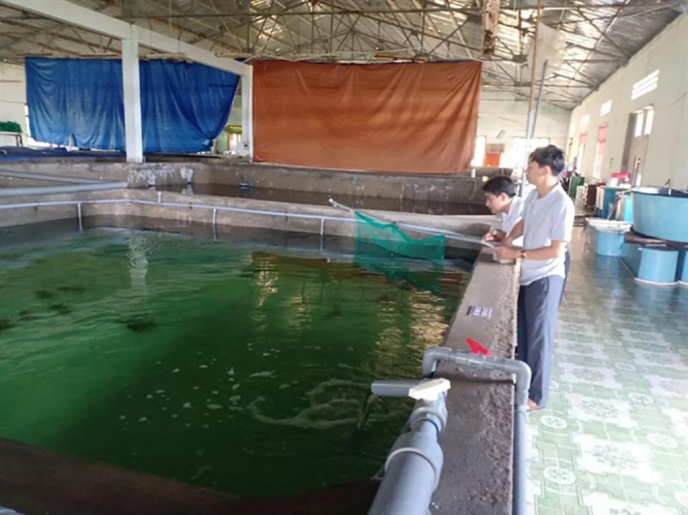 Cận cảnh công nghệ nuôi tôm hùm trên... bờ