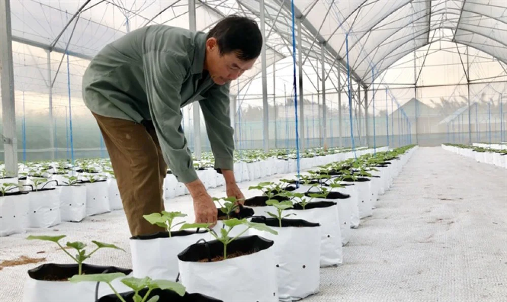 Thành quả bước đầu từ mô hình sản xuất rau, dưa lưới theo công nghệ Nhật Bản