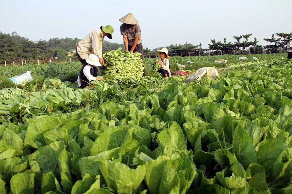 Nông nghiệp 4.0: Gian nan khởi nghiệp - Kỳ 1: Công nghệ tốt, rẻ, dễ dùng mà… không bán được