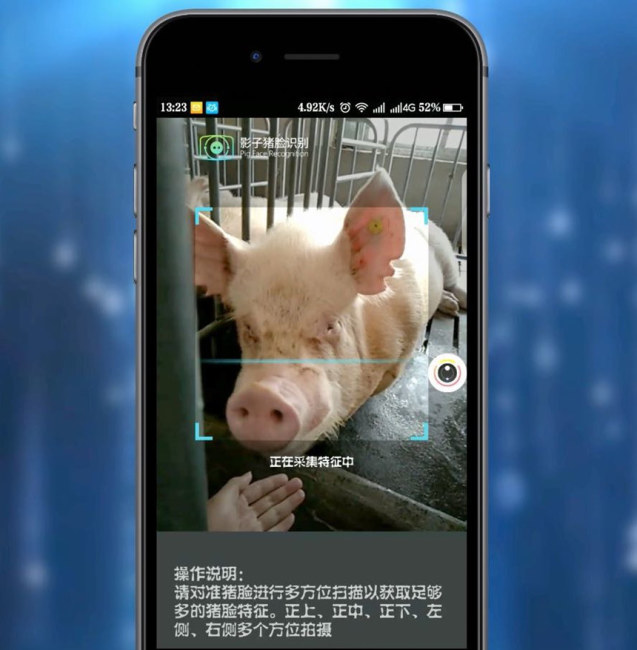 Yingzi Technology dùng video để thu hình ảnh mặt lợn vì chúng di chuyển liên tục. Ảnh: Yingzi Technology.