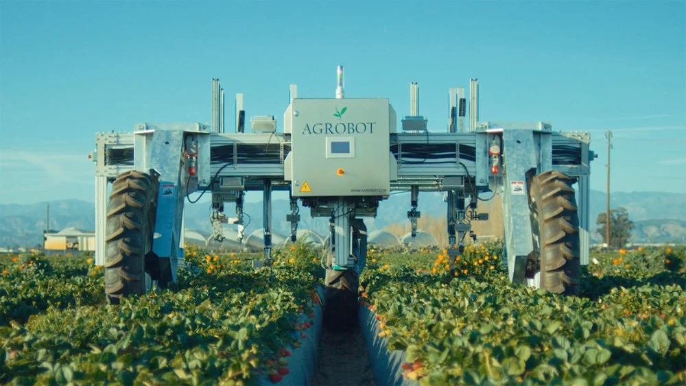 Máy thu hoạch dâu tây tự động