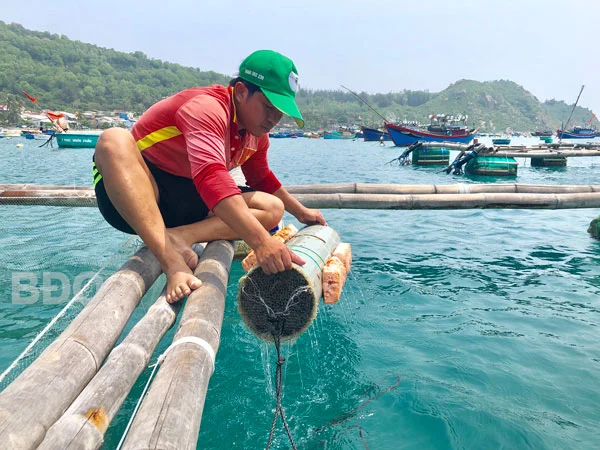 Lạ mà hay: Nuôi mực trong ống nhựa, cho câu chơi, bán 350 ngàn/ký