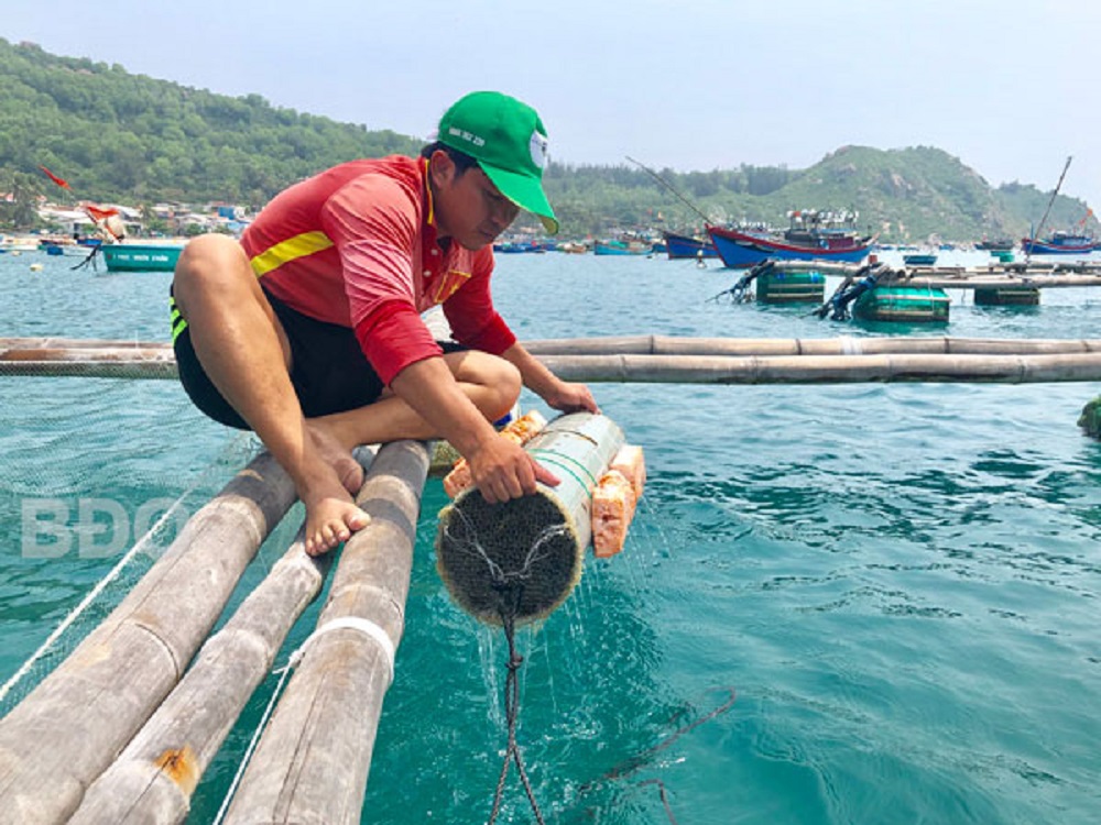 Anh Nguyễn Xuân Hiển kiểm tra các lồng mực.