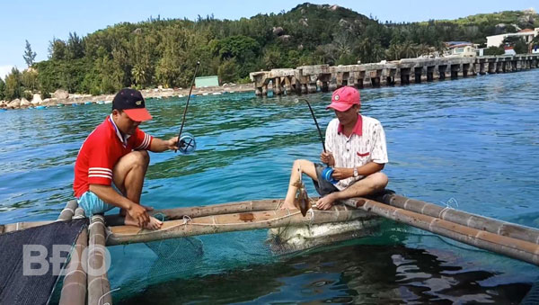 Khách du lịch tham quan và câu mực tại bè nuôi mực ở xã Nhơn Châu.