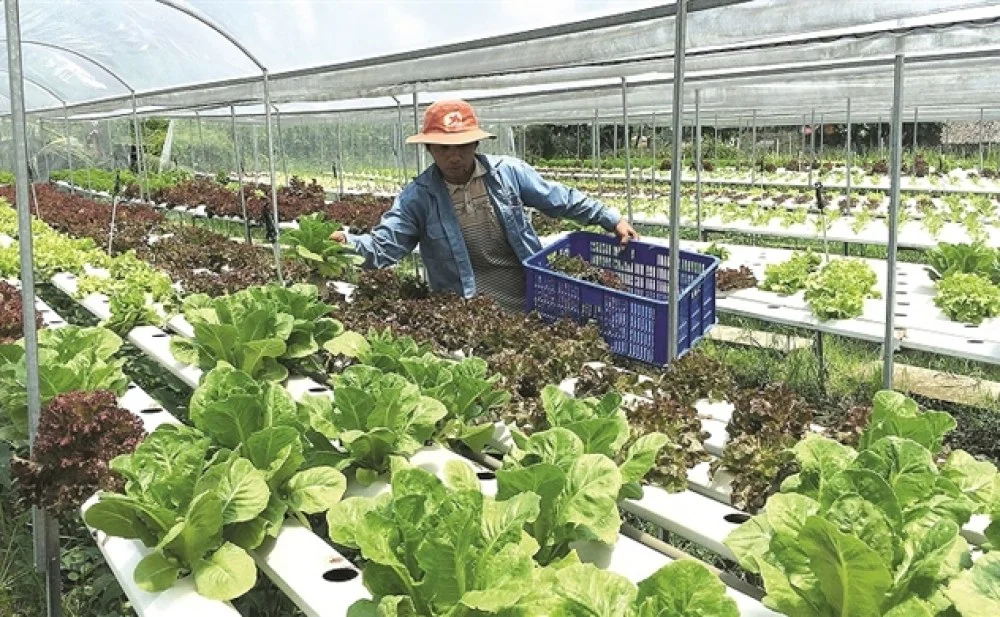  Thủy canh kiếm tiền nhanh 
