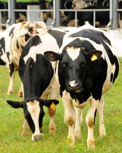 Mã số N1049: Đổi mới mô hình chăn nuôi bò sữa tại Củ Chi