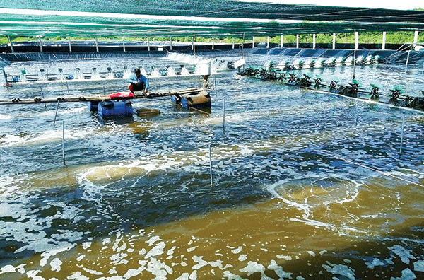 Áp dụng công nghệ cao trong kỹ thuật nuôi tôm ở TP.HCM