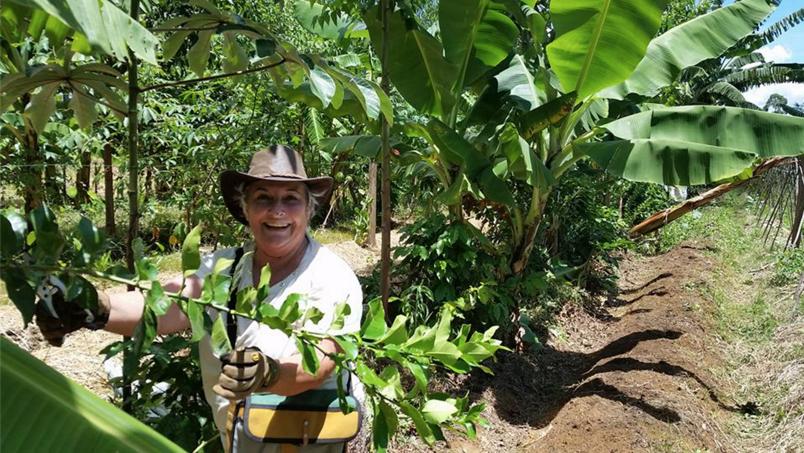 Syntropic AgroForestry: Mô hình Nông – Lâm kết hợp với thuyết thuận theo tự nhiên