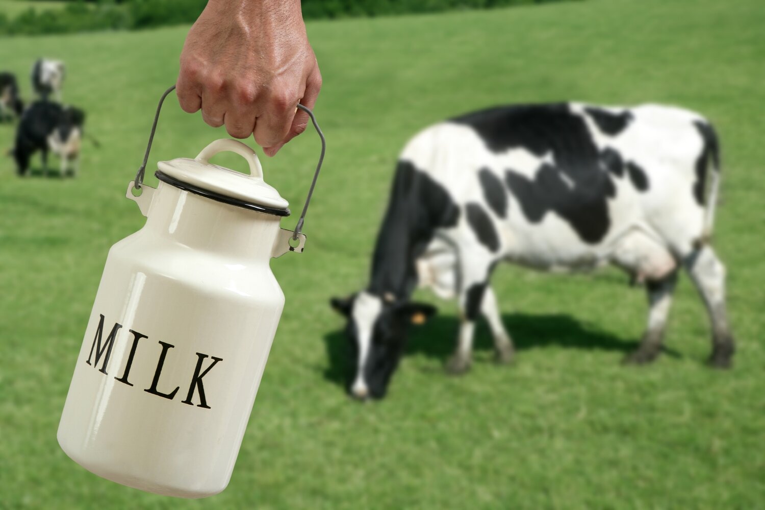 milk-cow.jpg