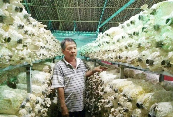 Nông thôn mới TPHCM trên đà phát triển - Bài 1: “Làn gió” nông nghiệp công nghệ cao