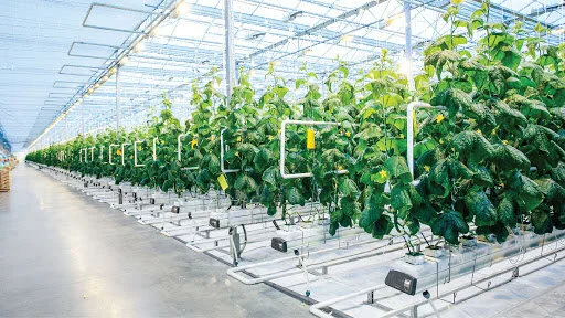 Thúc đẩy số hóa trong sản xuất nông nghiệp