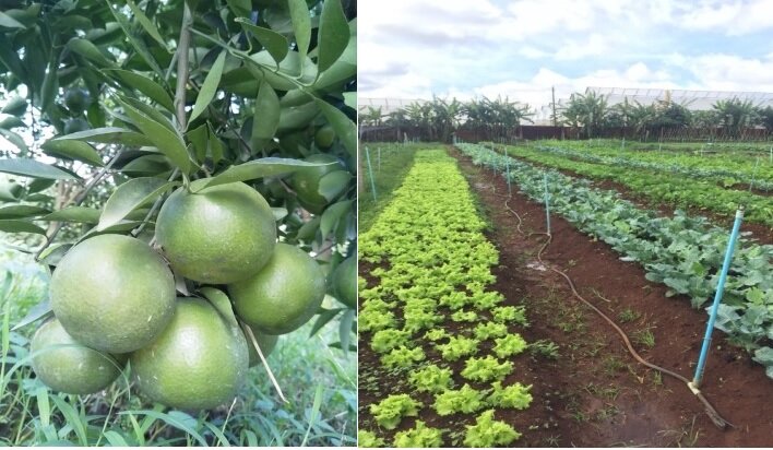 Vườn quýt Sadec Farm (Đồng Tháp) và vườn rau hữu cơ Midoli-Lâm Viên (Đức Trọng)