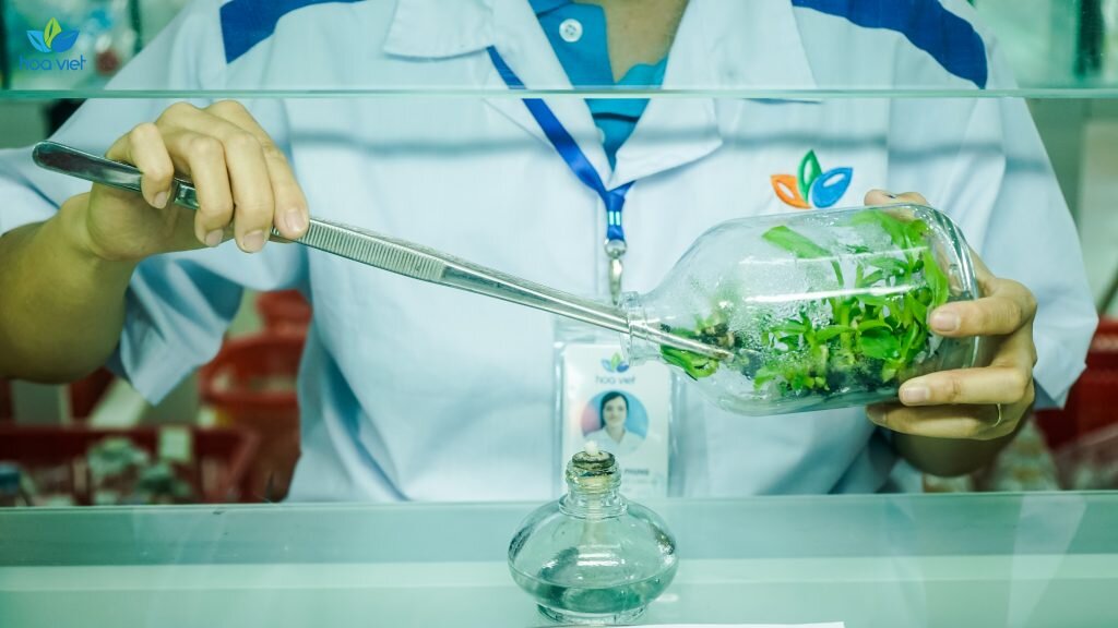 Ứng dụng công nghệ cao trong chọn tạo giống rau