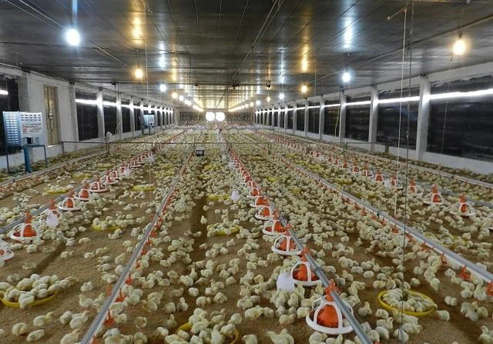 Mô hình nuôi gà trong phòng lạnh và cho gà thưởng thức âm nhạc