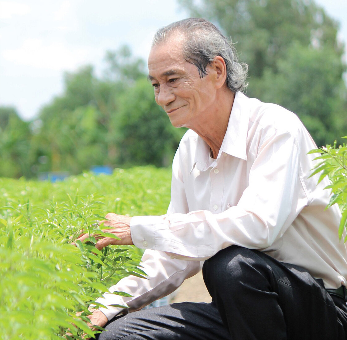 Mã số N3044: 10 năm đi tìm giấc mơ hữu cơ giá rẻ cho dân nghèo