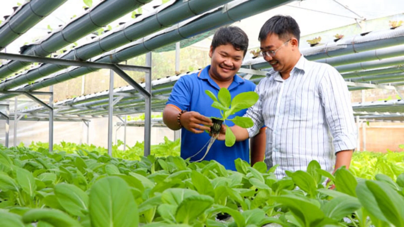 Mã số N3064: Khởi nghiệp Nông nghiệp phải chấp nhận thành công đến chậm