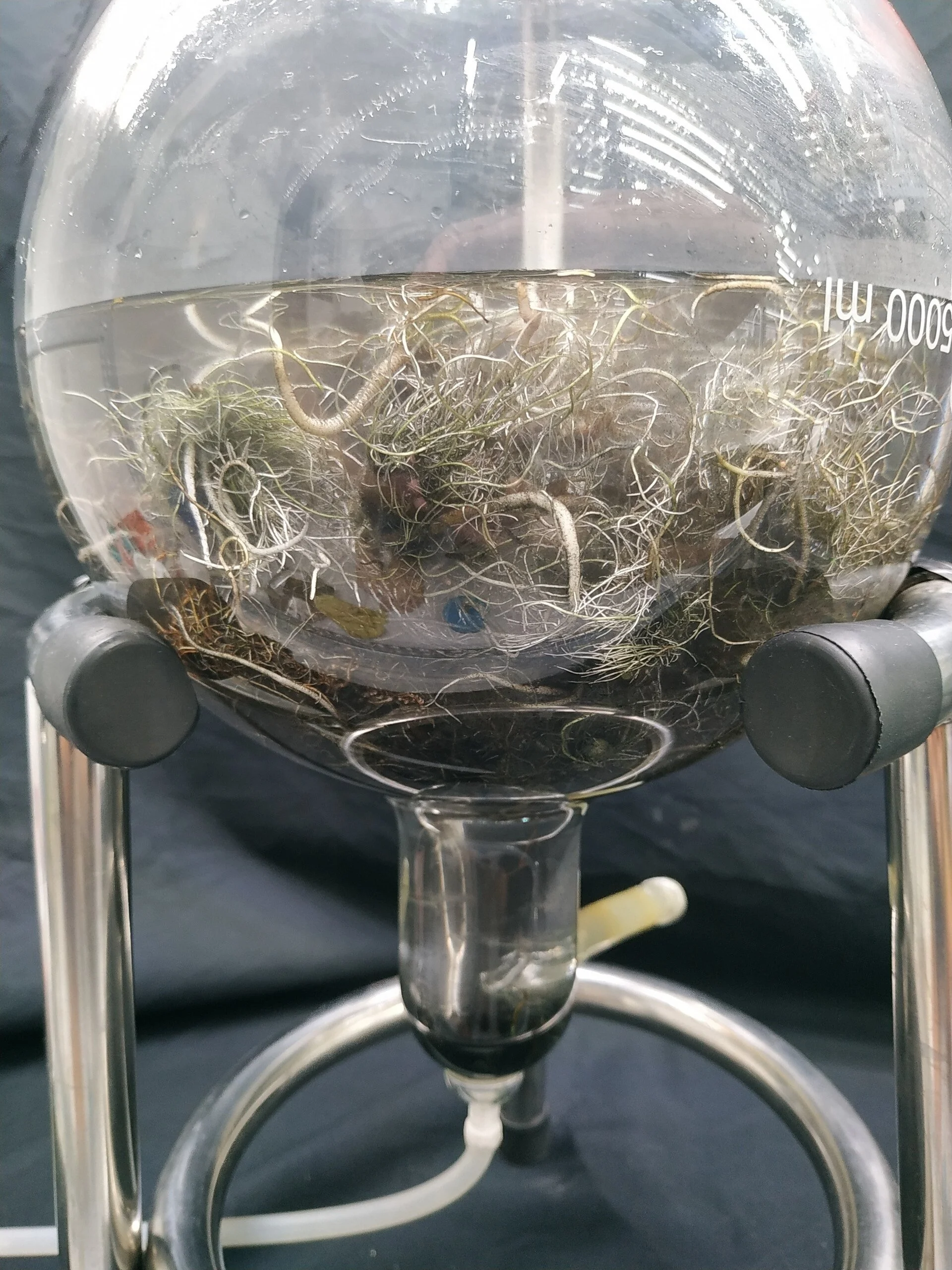 Mã số N2071: Ứng dụng hệ thống Bioreactor nhân nhanh sinh khối rễ cây Sâm cau (Curculigo orchioides Gaertn.)