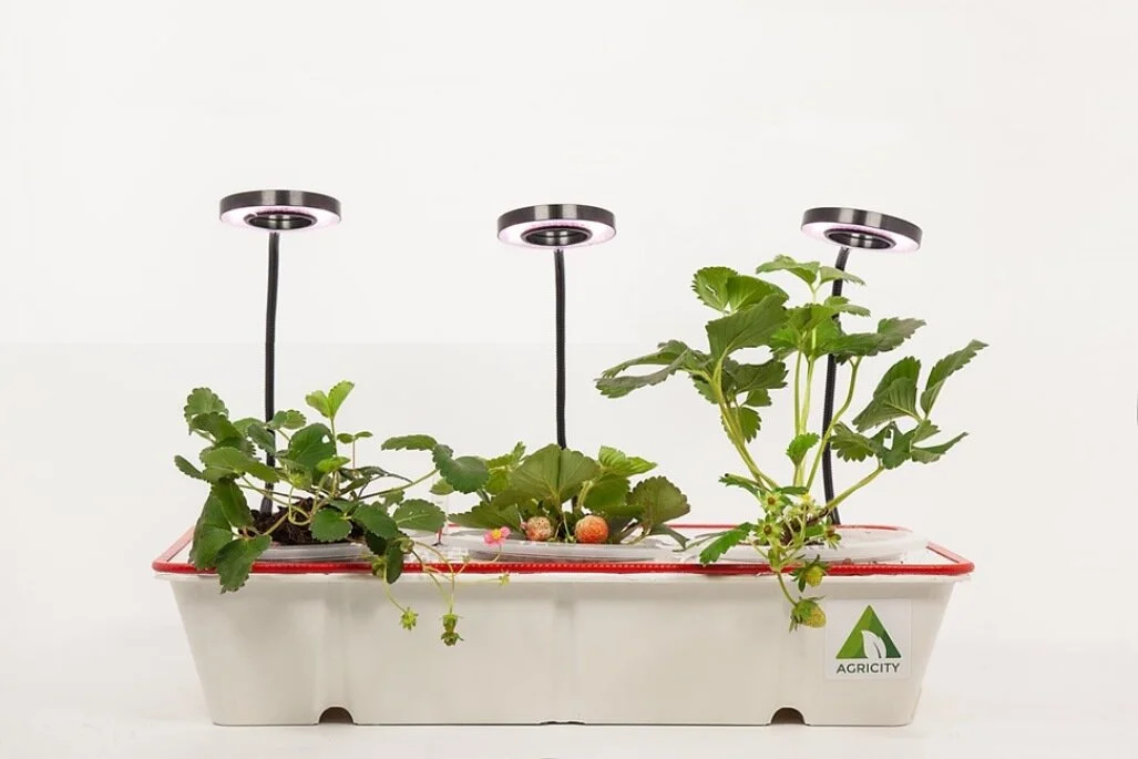 Khát vọng đưa không gian xanh vào trong lòng đô thị AGRICITY