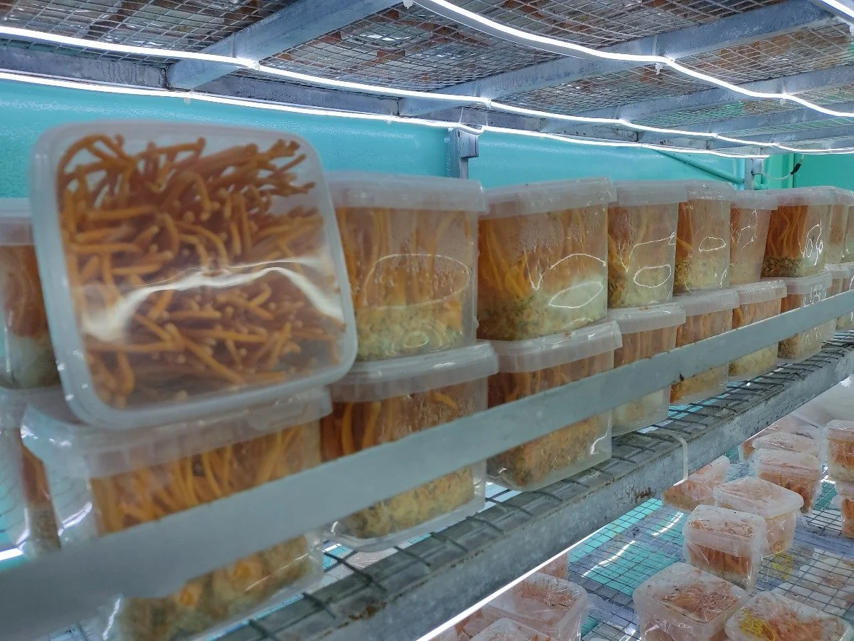 Mã số N2003: Giải pháp trong khâu chuẩn bị môi trường, nhân và cấy giống nấm trùng thảo (Cordyceps militaris)