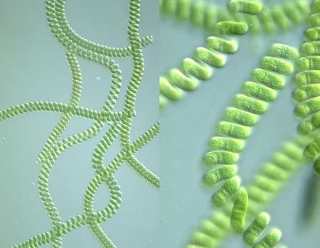 Mã số N2035: Giải pháp nuôi trồng tảo Spirulina Platensis bể kín dạng ống