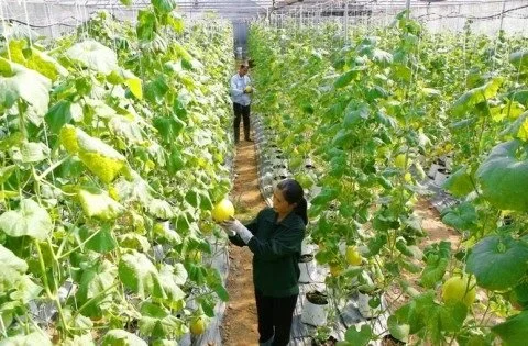 Mã số N3053: Chương trình khoa học công nghệ phục vụ xây dựng nông thôn mới giai đoạn 2021 – 2025